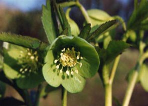 Helleborus viridis